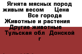 Ягнята мясных пород живым весом.  › Цена ­ 125 - Все города Животные и растения » Другие животные   . Тульская обл.,Донской г.